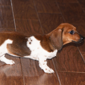 Dachshund Puppy Phoebe