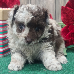 Poodle Puppy Mocha