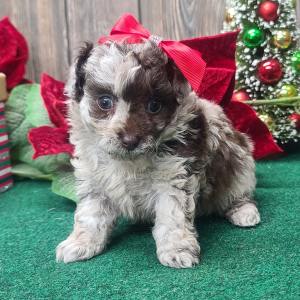 Poodle Puppy Mocha