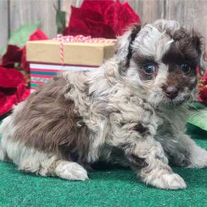 Poodle Puppy Mocha