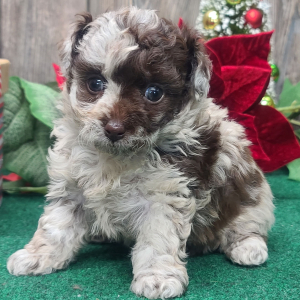Poodle Puppy Mocha