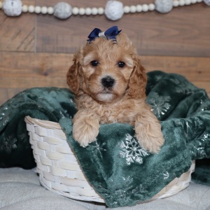 Poodle Puppy RaeAnna