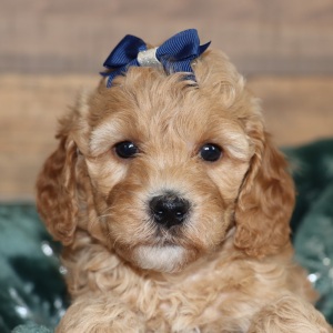 Poodle Puppy RaeAnna