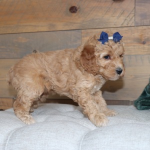 Poodle Puppy RaeAnna