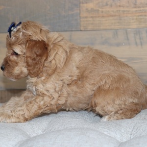 Poodle Puppy RaeAnna