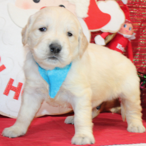 Golden Retriever Puppy Dax