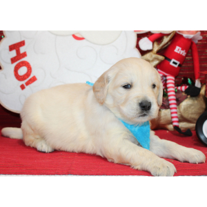 Golden Retriever Puppy Dax