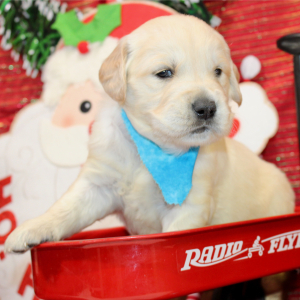 Golden Retriever Puppy Dax