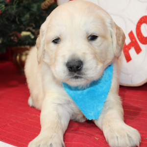 Golden Retriever Puppy Dax
