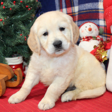 Golden Retriever Puppy Dax