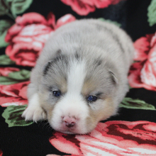 Pomsky Puppy Robin