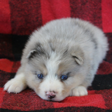 Pomsky Puppy Robin