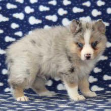 Pomsky Puppy Robin