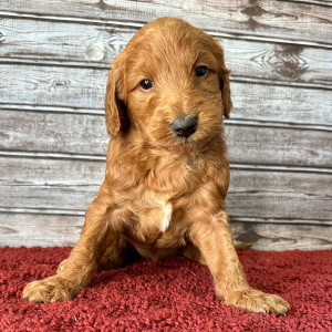 Goldendoodle Puppy Hailey