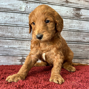 Goldendoodle Puppy Hailey