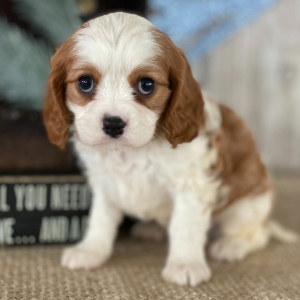 Cavalier King Charles Spaniel Puppy Joel