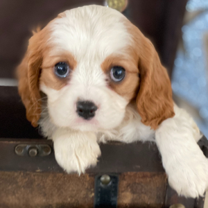 Cavalier King Charles Spaniel Puppy Joel