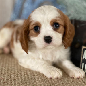Cavalier King Charles Spaniel Puppy Joel