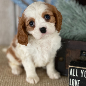 Cavalier King Charles Spaniel Puppy Joel