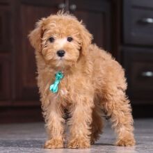 Schnoodle Puppy Karl
