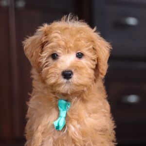 Schnoodle Puppy Karl