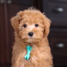 Schnoodle Puppy Karl