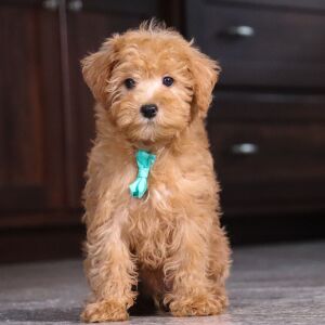 Schnoodle Puppy Karl
