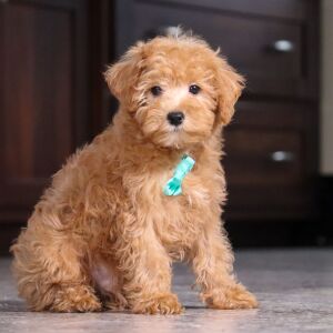 Schnoodle Puppy Karl