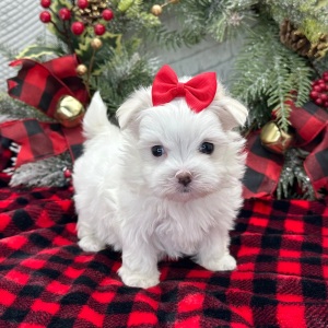 Maltese Puppy Esther