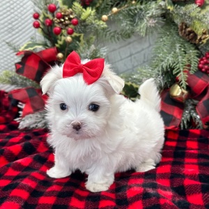 Maltese Puppy Esther