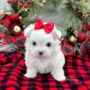 Maltese Puppy Esther