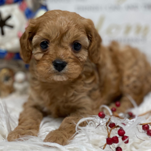 Cavapoo Puppy Paris