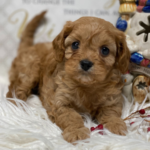 Cavapoo Puppy Paris