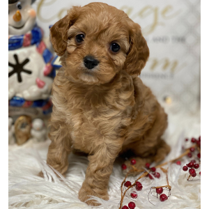 Cavapoo Puppy Paris
