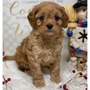 Cavapoo Puppy Paris