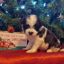 Morkie Puppy Joey