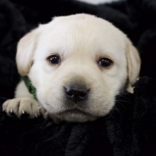 Labrador Retriever Puppy Sugarplum