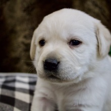 Labrador Retriever Puppy Sugarplum
