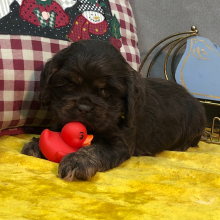 Cocker Spaniel Puppy June