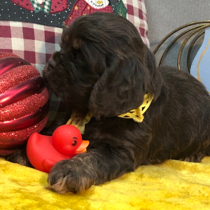Cocker Spaniel Puppy June