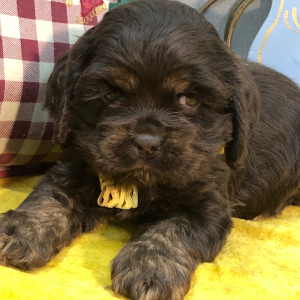 Cocker Spaniel Puppy June
