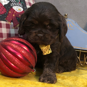 Cocker Spaniel Puppy June