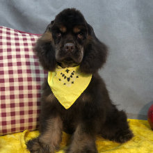 Cocker Spaniel Puppy June