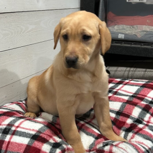 Labrador Retriever Puppy Dixie