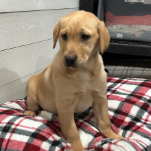 Labrador Retriever Puppy Dixie