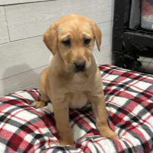 Labrador Retriever Puppy Dixie