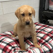 Labrador Retriever Puppy Dixie