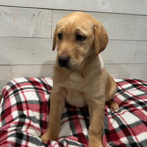 Labrador Retriever Puppy Dixie
