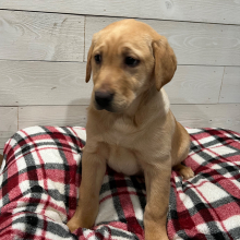 Labrador Retriever Puppy Dixie