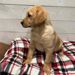 Labrador Retriever Puppy Dixie
